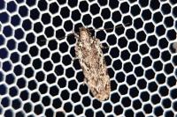 Psoricoptera gibbosella