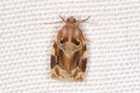 Archips xylosteana