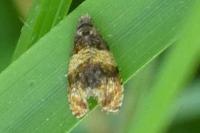 Celypha aurofasciana