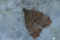 Choreutis pariana