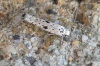 Yponomeuta plumbella