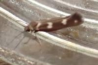 Scythris scopolella