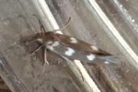 Scythris scopolella