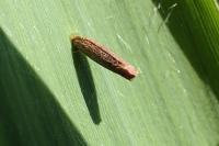 Coleophora spinella