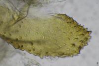 Coleophora spinella