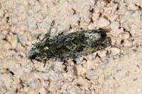 Zeiraphera isertana