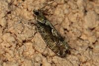 Zeiraphera isertana