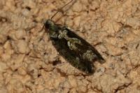 Zeiraphera isertana