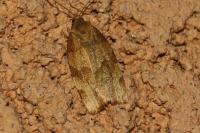 Pandemis cerasana