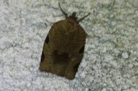 Lozotaenia forsterana