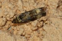 Endothenia
