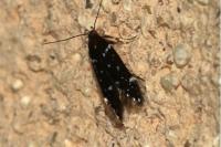 Argolamprotes micella