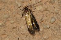 Argolamprotes micella