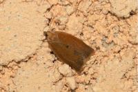 Clepsis consimilana
