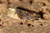Hedya nubiferana