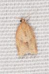 Clepsis consimilana