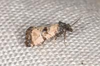 Cochylichroa atricapitana