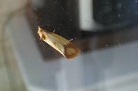 Agapeta zoegana