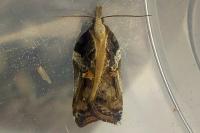 Acleris cristana