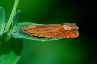 Lathronympha strigana