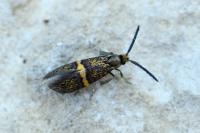 Nemophora associatella