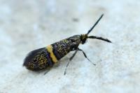 Nemophora associatella