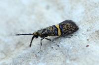 Nemophora associatella