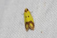 Agapeta zoegana