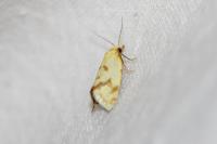Agapeta hamana