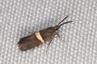 Eidophasia messingiella