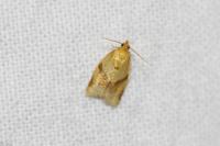 Clepsis consimilana