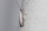 Yponomeuta