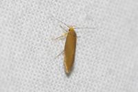 Crassa unitella