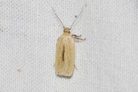 Agonopterix pallorella