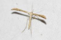Emmelina monodactyla