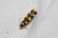 Oegoconia caradjai