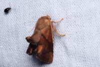 Apoda limacodes