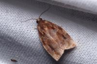 Archips xylosteana