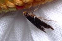 Argolamprotes micella