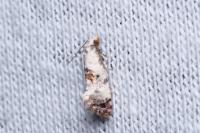 Neocochylis hybridella