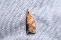 Epagoge grotiana