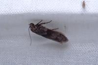 Blastobasis