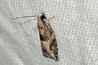 Rhopobota naevana