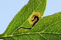 Stigmella hybnerella