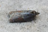 Acleris hastiana