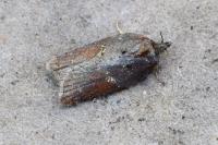 Acleris hastiana