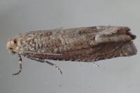 Pelochrista caecimaculana