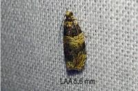 Celypha aurofasciana
