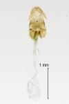 Celypha aurofasciana
