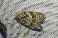 Cnephasia genitalana